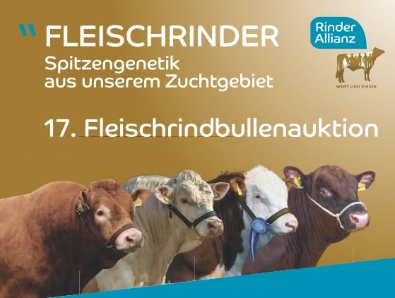 Fleischrindbullenauktion in Karow
